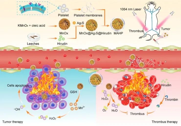 水蛭素、仿生納米、華農(nóng)研究