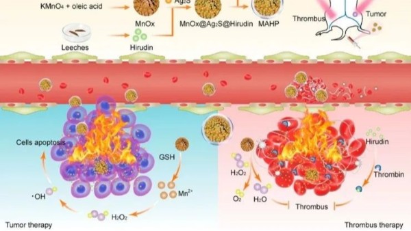 華農(nóng)最新研究：通過仿生納米遞送天然水蛭素，實現(xiàn)了無創(chuàng)溶栓和有效抗凝