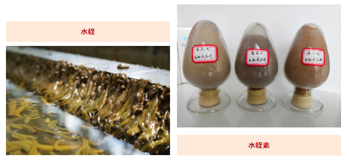 水蛭素、蛋白質(zhì)攝入、提高免疫力