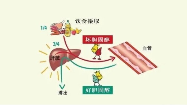 “壞膽固醇”越低越好？超過(guò)這個(gè)數(shù)小心影響大腦