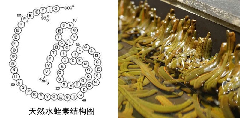 水蛭素、動脈粥樣硬化、高血糖